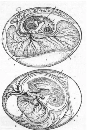 2. ábra A tyúk embrionális fejl ő dése  