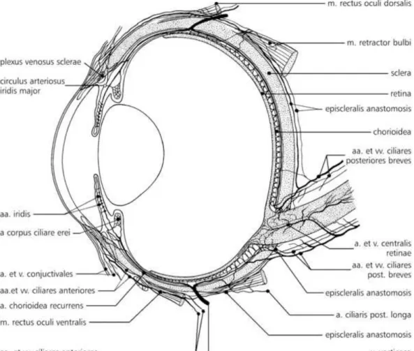 9. ábra A szem érrendszere 