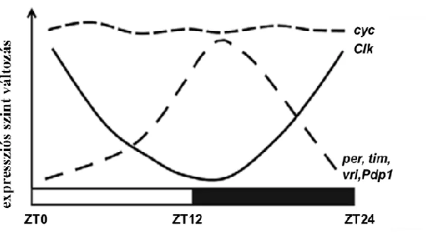9. ábra: A „clock” gének expressziós szintjének változása 24 órás periódus során. 