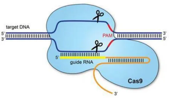 7. ábra - A CRISPR-Cas9 működési mechanizmusa. 