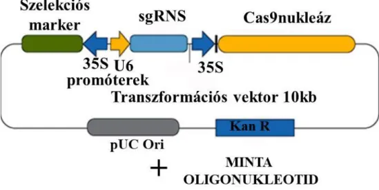 8. ábra - A CRISPR-Cas9 technológiához használt transzformációs vektor. 