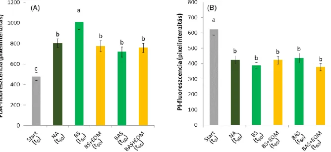 21. ábra. A (A) mustárnövények gyökércsúcsi merisztéma vitalitása (FDA-fluoreszcencia alapján) és (B) a  halott  merisztematikus sejtek  mennyisége  (PI-fluoreszcencia  alapján)  a kísérlet  kiindulásakor  vett,   HKO-szennyezett  kompozit  talajban  (t 0 