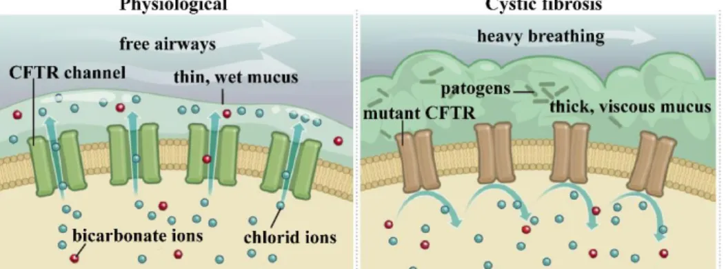 Figure 1. Airway epithelial CFTR channels in physiological conditions and in cystic fibrosis