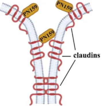 Figure  2.  The  PN159  peptide  binds  to  the  extracellular  domain  of  claudin  proteins  and  opens  the  paracellular pathway