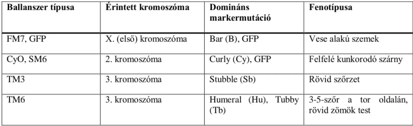 2. táblázat: A kísérleteim során felhasznált balanszer kromoszómák  Ballanszer típusa  Érintett kromoszóma  Domináns 