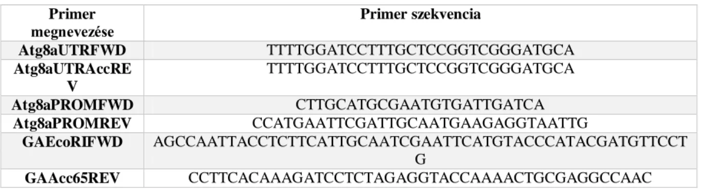 7. táblázat:  Atg8b&gt;3xHA-Atg8a konstrukció létrehozásához szükséges primerek listája:  