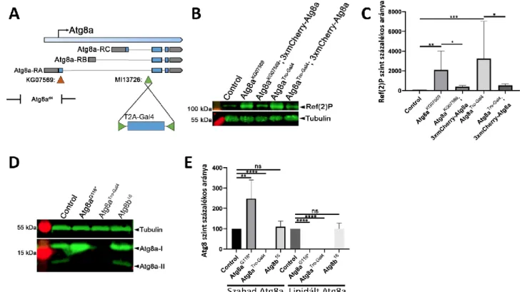 8. ábra. Az Atg8a Tro-Gal4  készítése és jellemzése. (A) Az Atg8a null allélt egy Trojan (T2A) -Gal4 kazetta MI13726  transzpozon inszerció kicserélésével hoztuk létre, amely az Atg8a első (legnagyobb) intronjában található (a képen  a korábbi Atg8a allélo
