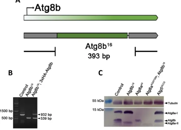 10. ábra. Az Atg8b 16  null allél izolálása és jellemzése. (A) Az Atg8b gén mutáns alléljét két gRNS konstrukció  transzgénikus kifejeztetésével állítottuk elő, CRISPR/Cas9 technika alkalmazásával