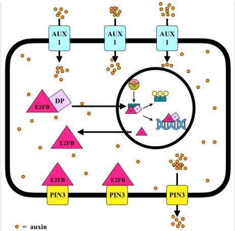 Figure 4. A hypothetical model describing the function of E2FB in the regulation of auxin transport  Auxin  activates  cell  division,  presumably  through  activation  of  RBR  kinases  (e.g