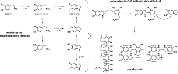 3. ábra Dopamin oxidatív polimerizációjának feltételezett mechanizmusa. [8]