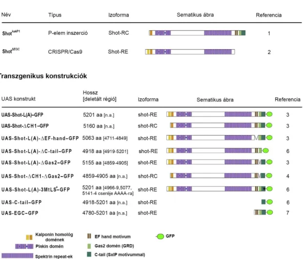 9. ábra. A kísérletekhez felhasznált izoforma specifikus shot mutáns allélok és GFP-vel jelölt csonkolt  doménszerkezetű UAS transzgenikus konstrukciók