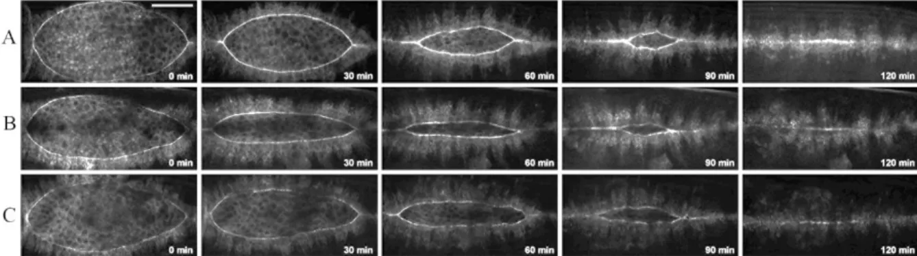 12. ábra. A háti záródás folyamata (A) vad, (B) shot csendesített és (C) shot sf20  mutáns Drosophila  embriókban