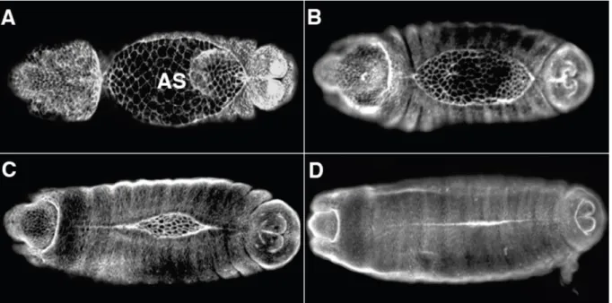 1. ábra. A Drosophila embrió háti záródása. (A-D) Konfokális fluoreszcens felvételek a háti záródás  folyamatáról