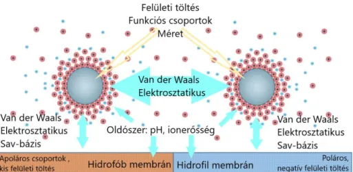 5. ábra Az XDLVO elmélet által figyelembe vett membrán-oldószer-kolloid rendszerben  kialakuló kölcsönhatások (Van der Waals erők, elektrosztatikus kölcsönhatások és Lewis 