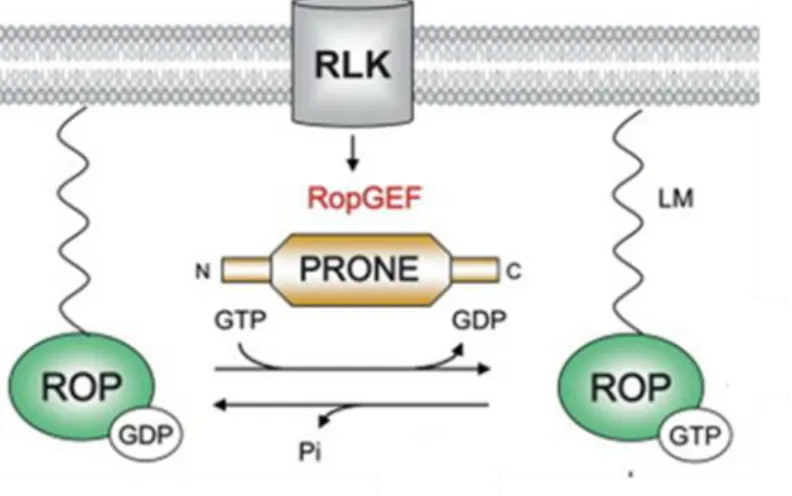 3. ábra: A ROP GTP-áz  fehérjék aktiválódásának sematikus ábrázolása (Berken és  mtsai