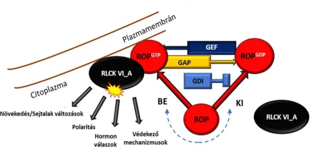 4. ábra: A ROP GTP-áz aktivált RLCK VI_A kinázok hipotetikus szerepe a növényi  szignalizációs  folyamatokban  (Fehér  Attila  ábrája)