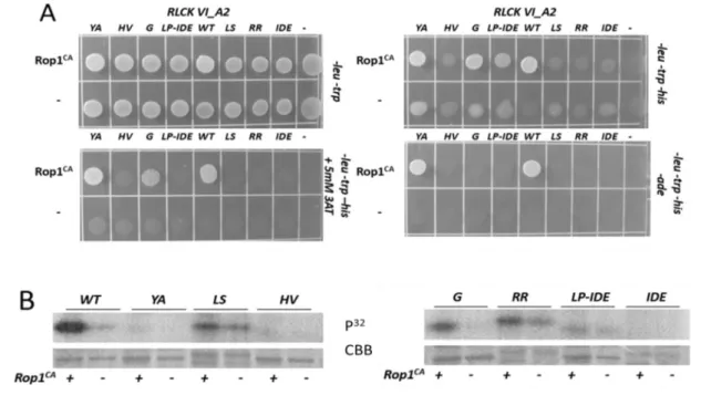 11. ábra: Az RLCK VI_A2 kináz valamint mutánsainak kölcsönhatása és aktivációja  a konstitutívan aktív ROP1 CA GTP-áz fehérjével