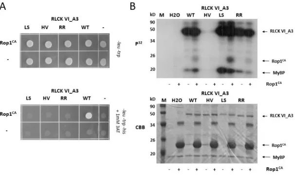 12. ábra: Az RLCK VI_A3 kináz valamint mutánsainak kölcsönhatása és aktivációja  a konstitutívan aktív ROP1 CA GTP-áz fehérjével