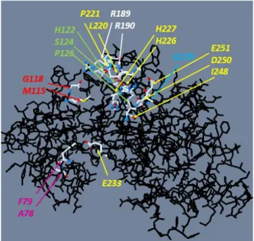 13. ábra: Az RLCK VI_A2 kináz 3D  prediktált  szerkezeti  modellje.  Az  RLCK VI_A  és B kináz csoportok között jellegzetesen eltérő aminosavakat (6