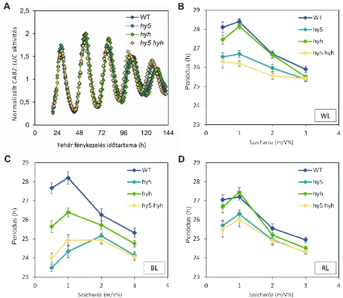 4. ábra. A hy5 és hyh mutánsok fény- és cukorfüggő periódust mutatnak. 