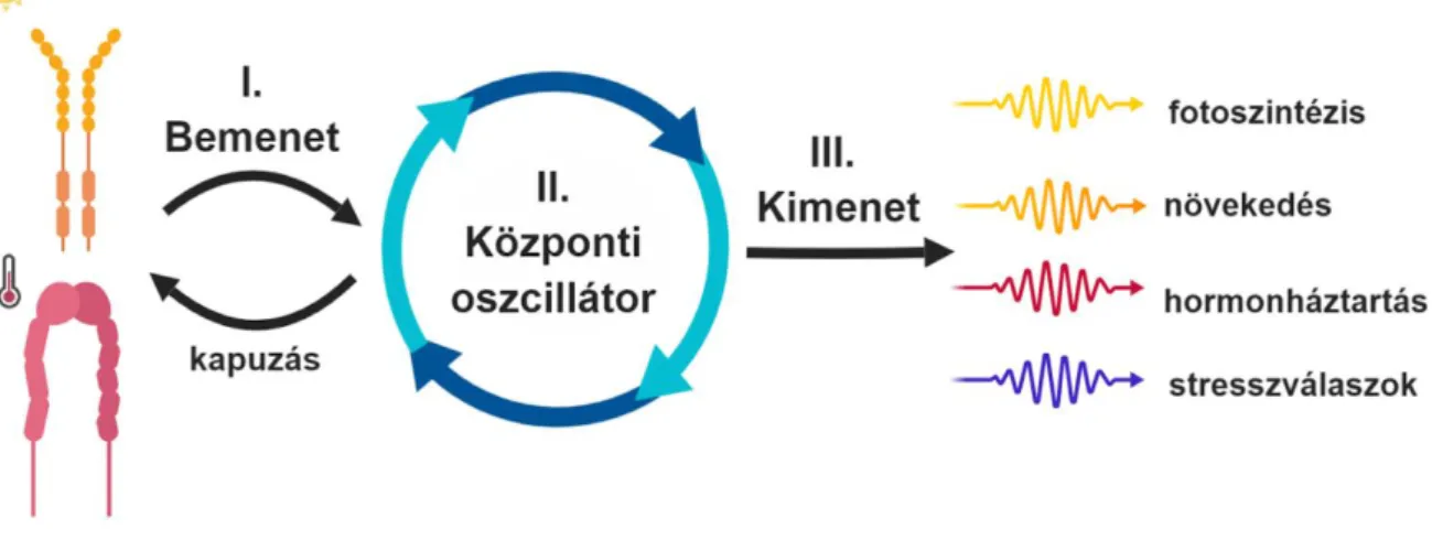 2. ábra. A cirkadián óra vázlatos felépítése. 