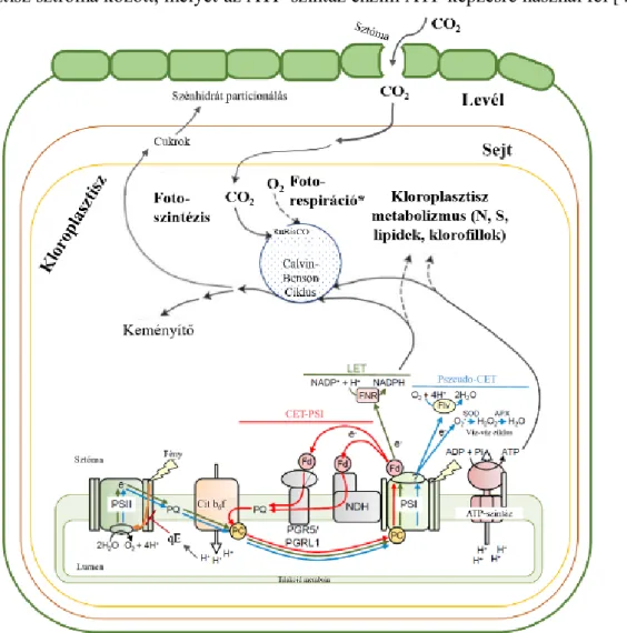melynek eredményeképpen NADPH képződik (4. ábra). A  folyamat során transztilakoid H + áramlás  és  elektromos  potenciál  gradiens  (ΔpH  és  ΔE)  is  kialakul  a  tilakoid  lumen  és  a  kloroplasztisz sztróma között, melyet az ATP-szintáz enzim ATP képz