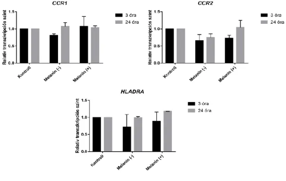 11. ábra: A THP-1 monociták aktivációt jelző génjeinek transzkripciós változása C. lunata melanizált  [melanin  (+)]  és  melanin  gátolt  [melanin  (-)]  hőinaktivált  konídiumainak  hatására