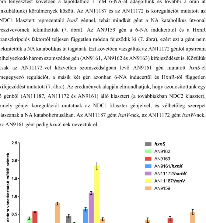 7. ábra: A hxnV, hxnW és hxnX gének, valamint a szomszédos gének génkifejeződésének vizsgálata RT- RT-qPCR-rel