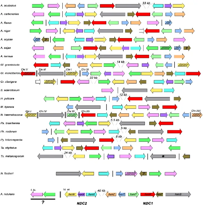 8. ábra: A JGI adatbázis felületről gyűjtött klasztergén ortológok genomon belüli szerveződésének  sematikus ábrázolása különböző reprezentatív Pezizomycota fajokban