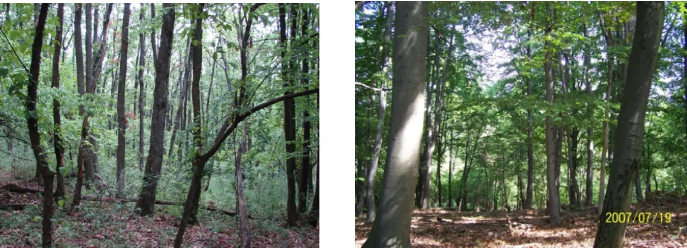 2. kép: Tölgyes (b) és bükkös (j) mintaállomány a Haragistya-Lófej Erdőrezervátumban (fotók: Tanács  Eszter) 