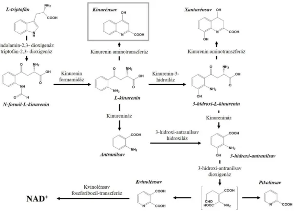6. ábra: A kinurenin útvonalon keletkező, meghatározó szerepű metabolitok szerkezeti  képletei 