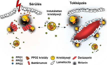 5. ábra D. melanogaster fenoloxidáz aktivitása (Dudzik és mtsai., 2015 után módosítva)