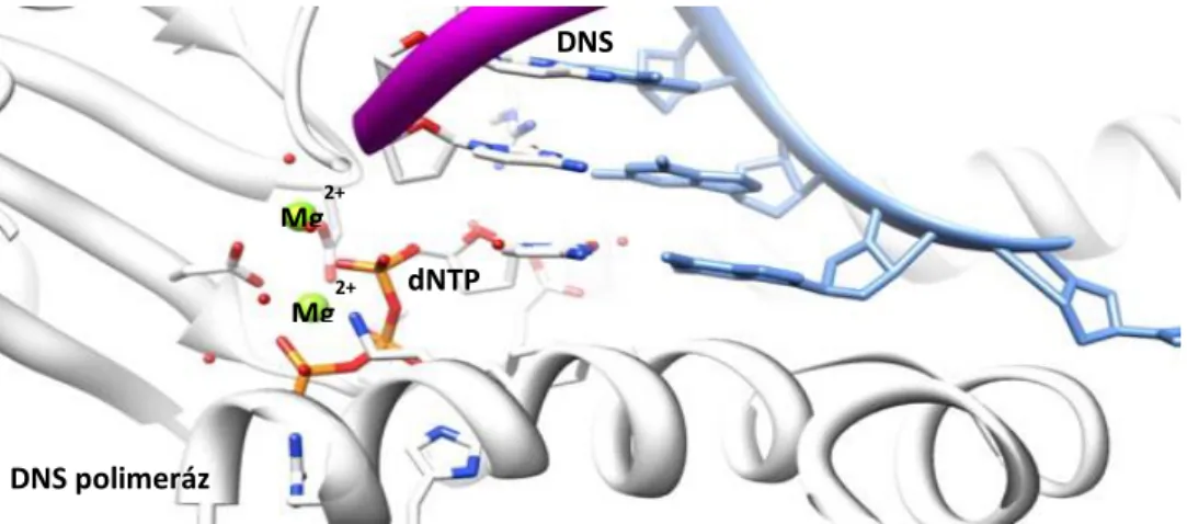 6. ábra Taq DNS polimeráz aktív centrumának szerkezete az amplifikáció során. 