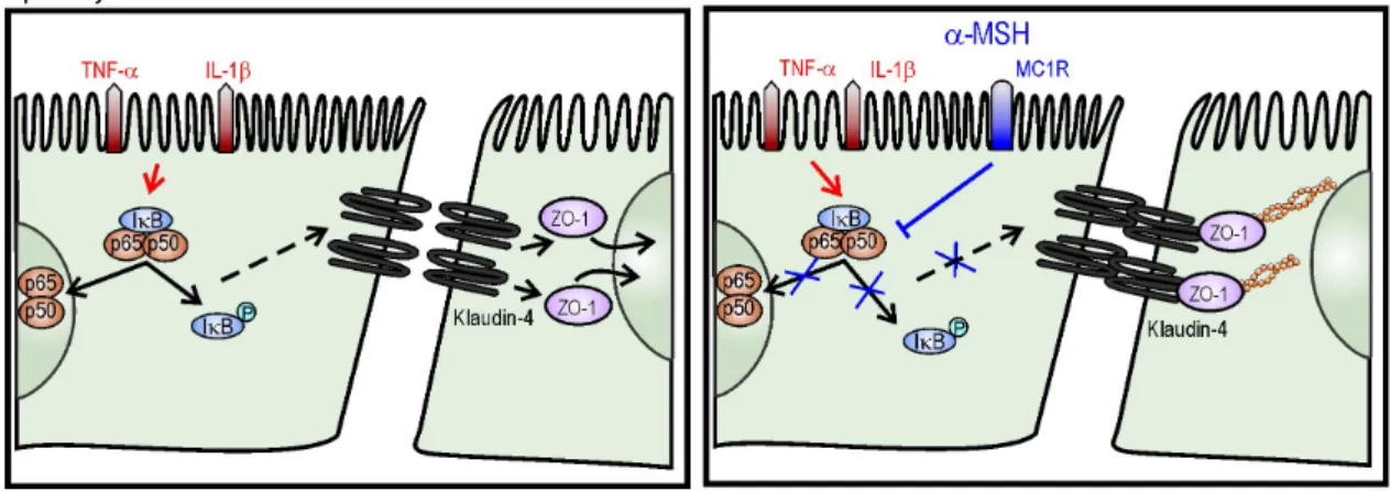 8. ábra. Az α-MSH gyulladáscsökkentő hatása agyi endotélsejtekben: a ROS-termelődés, és az NF-κB  transzkripciós  faktor  aktiválódásának  gátlása,  a  sejtkapcsoló  fehérjék  kifejeződésének  és  lokalizációjának elősegítése, ezzel a fokozott permeabilitá
