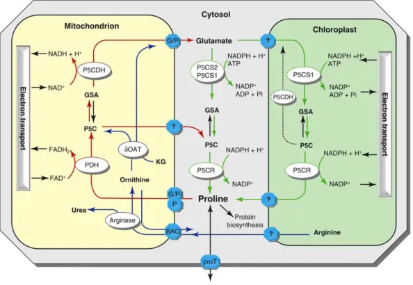 1. ábra, A prolin metabolizmus a növényekben (Szabados és Savouré, 2010). A prolin szintézise a citoplazmában  és a kloroplasztiszban zajlik, forrása a glutamát, kulcsenzime pedig a P5CS1