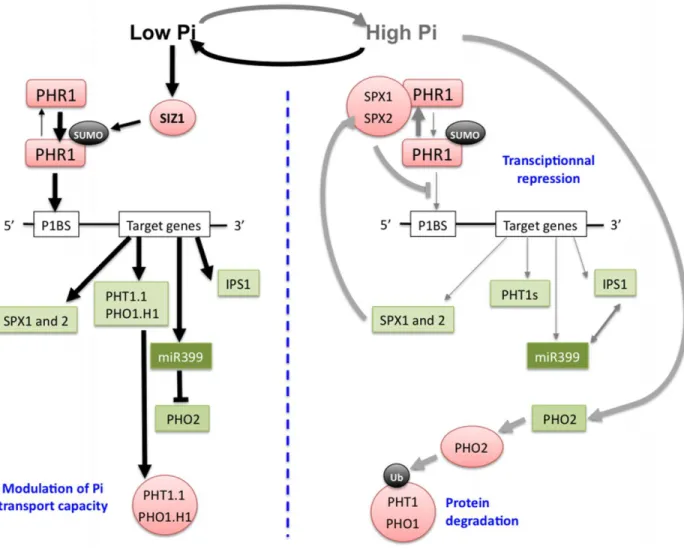 2. ábra, A foszftáfüggő PHR1-PHO2–miRNA399 kaszkád működése Arabidopsisban. Ha nem áll  rendelkezésre elegendő foszfát, a PHR1 szumoilációt követően aktiválódik és a célgének P1BS helyeire  bekötődve serkenti azok transzkripcióját, illetve a miR399-en kere