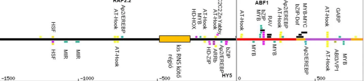 5. ábra, A P5CS1 gén promoterén található predikált transzkripciós faktor kötőhelyek és kis RNS  kötőhelyek elhelyezkedése 