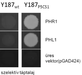 6. ábra, A visszatranszformált élesztőtelepek növekedése szelektív (SD-His-Leu) táptalajon igazolja a  kölcsönhatást a P5CS1 promóter és a PHR1 és PHL1 transzkripciós faktorok között.