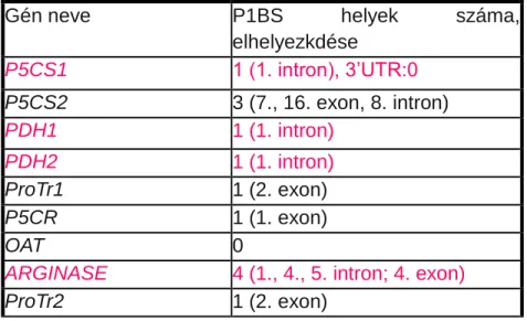2. táblázat, A P1BS helyek száma és elhelyezkedése az Arabidopsis thaliana prolinmetabolizmusban részt  vevő génekben (külön kiemelve azok a gének, amikben a P1BS elem valószínű szabályozó pozícióban 