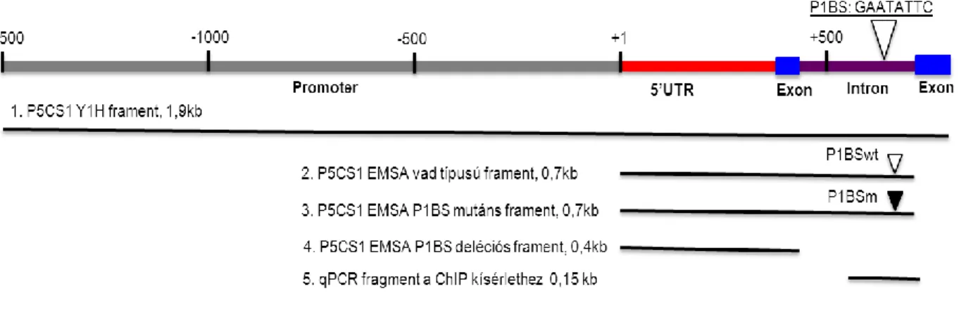 7. ábra, Az élesztő egy-hibrid rendszer, az EMSA és a kromatin immunpprecipitáció kísérletek  során használt fragmentek elhelyezkedése a P5CS1 gén szekvenciáján.