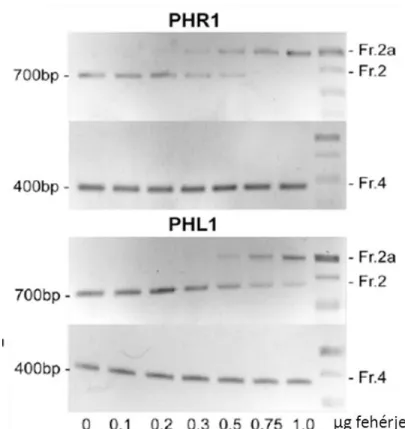 8. ábra, Az EMSA eredménye: A P1BS-t tartalmazó fragment(Fr 2) migrációja a hozzáadott PHR1  illetve PHL1 fehérje mennyiségétől függően részben, vagy teljes mennyiségében(Fr 2a) megváltozott-gél 