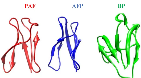 3. ábra. A Penicillium chrysogenum Q176 antifungális protein (PAF; NMR, Protein Data Bank (PDB)  azonosító:  2KCN),  az  Aspergillus  giganteus  MDH  18894  antifungális  protein  (AFP;  NMR,  PDB  azonosító:  1AFP)  és  a  Penicillium  brevicompactum  Die