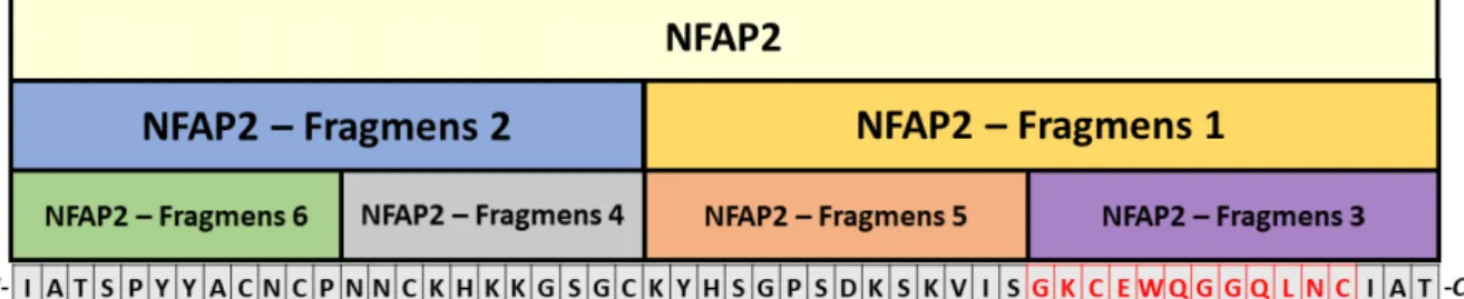7. ábra. Az érett NFAP2 és szintetizált peptidfragmenseinek szekvenciája. Piros betűk jelölik a protein γ- γ-core motívumát.