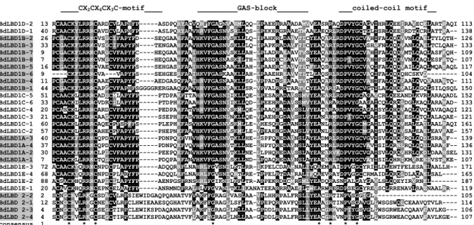 8. ábra. A)  A  szálkaperje  LOB-domain  fehérjéinek  rokonsági  fája.  A  fa  a  fehérjék  konzervált  domain-motívumának  aminosav-illesztése  alapján,  NJ  (neighbour-joining)  módszerrel  készült,  és a MEGA6 programmal lett vizualizálva