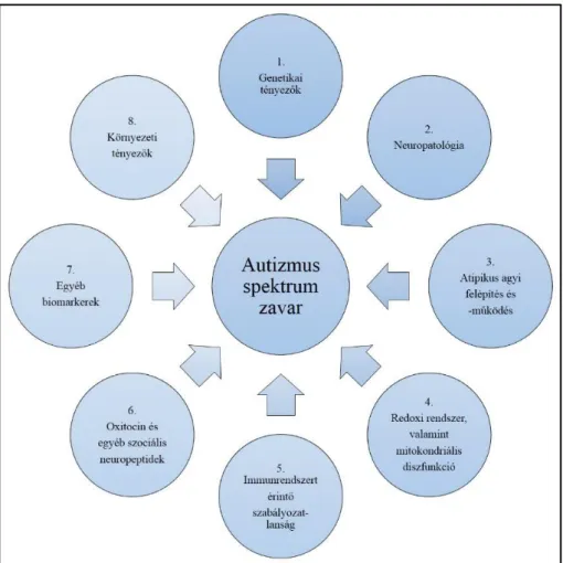 4. ábra: Az autizmus spektrum zavarral összefüggésben végzett neurobiológiai kutatások,  elméletek irányvonalai 