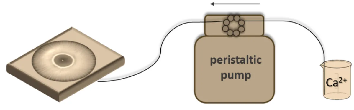 Figure 1: Schematic illustration of the experimental setup, which is used in the flow-driven experiments.