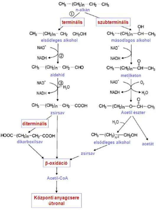 2. ábra: Alkánok oxidációja (Rehm és Reed, 1999 alapján) 