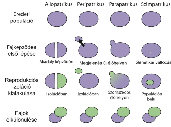 3. ábra: A fajkeletkezés mechanizmusait földrajzi elkülönülés és populáció méret alapján bemutató ábra  Az  allopatrikus  és  peripatrikus  fajkeletkezés  során  a  populációk  elkülönülnek  egymástól,  míg  parapatrikus  és  szimpatrikus fajkeletkezés sor