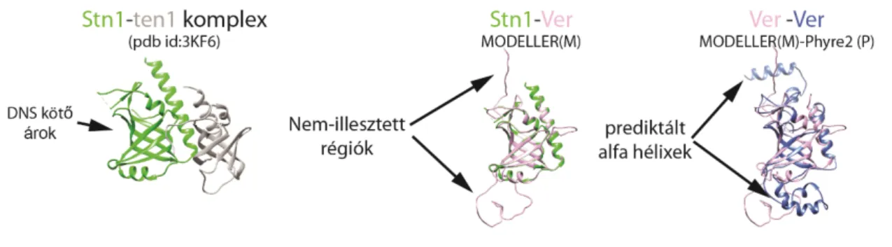 12. ábra: A Verrochio homológia alapú modellezéssel illeszthető az Ob-fold fehérjékre