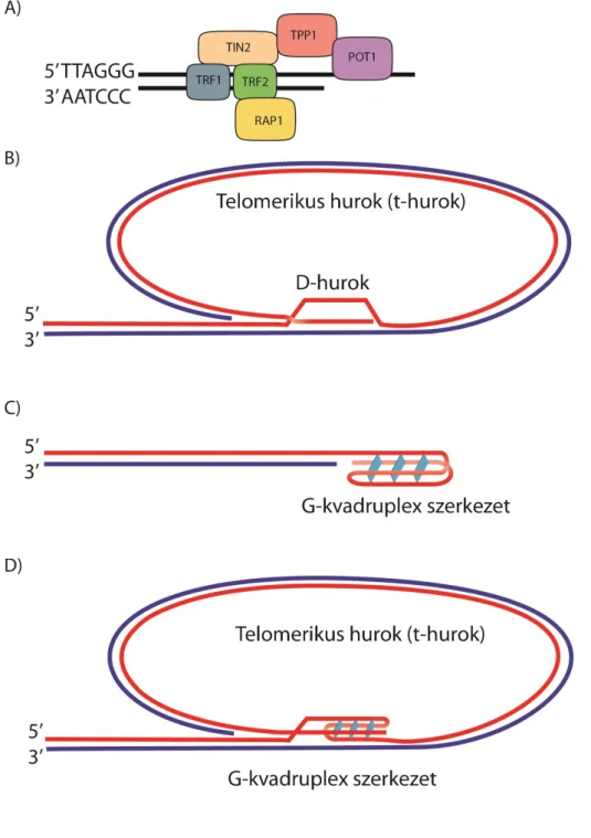 1. ábra: A kanonikus telomer „cap” szerkezetének sematikus ábrázolása 